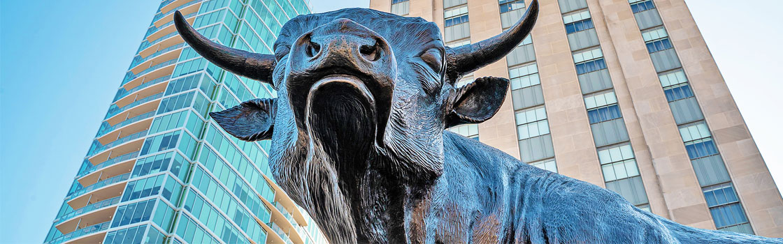 Major the bull