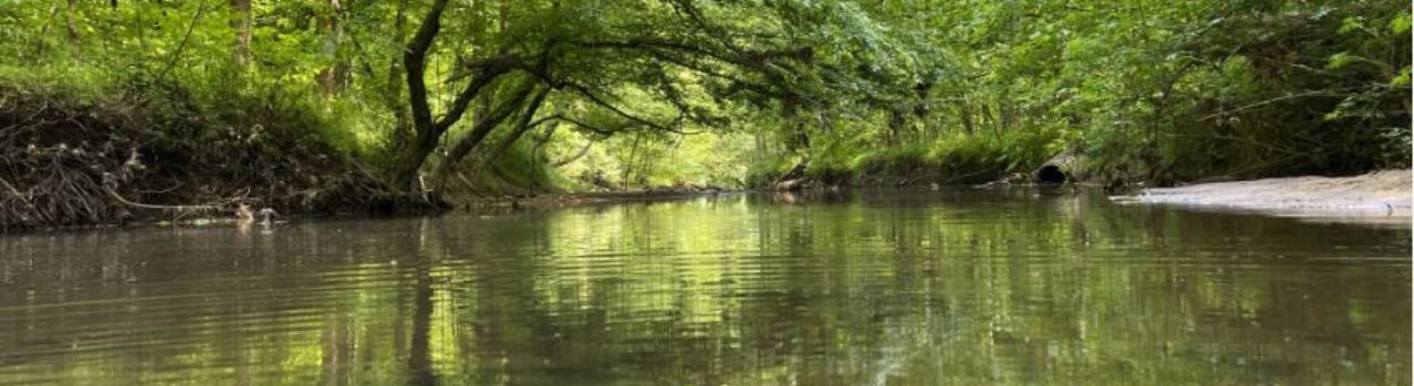 A healthy water area with trees and a sandy shoreline.