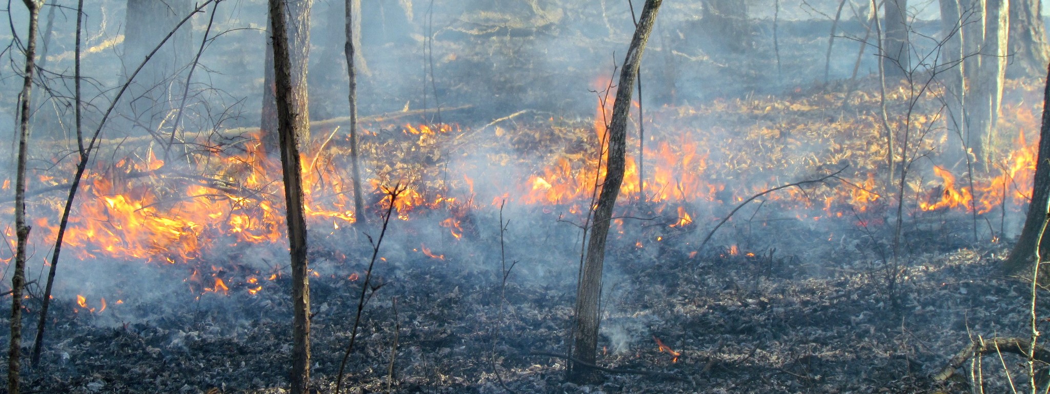 Prescribed burn in Horton Grove-Preserve, Durham