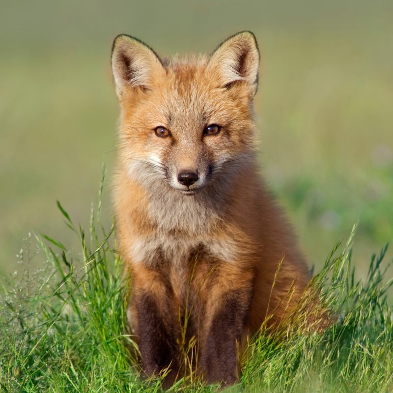 a fox in the grass
