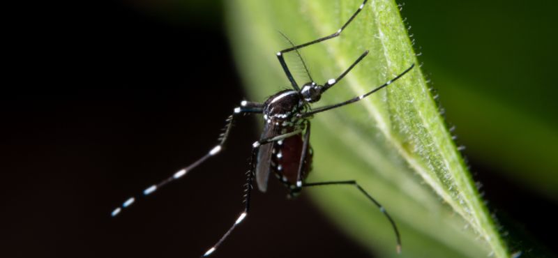 A mosquito sits on a leaf.