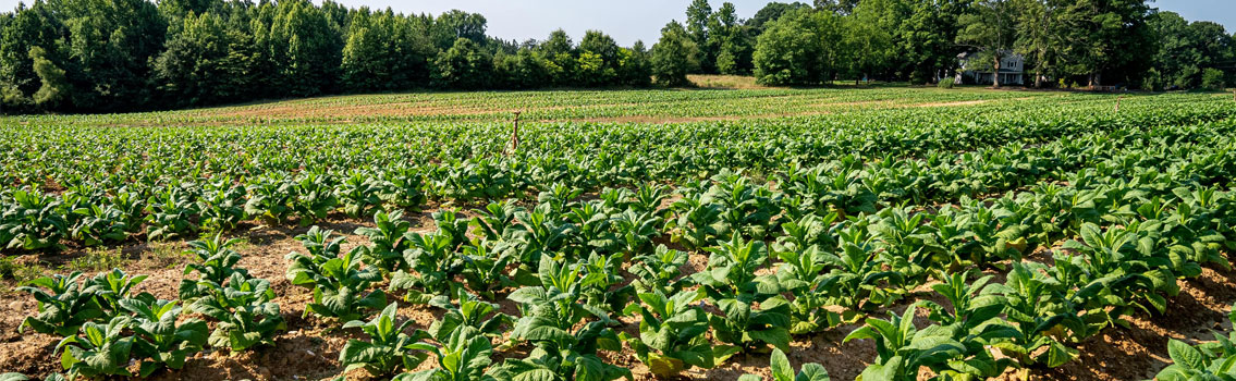 Field of crops