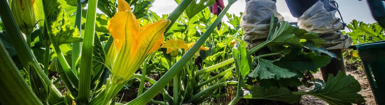 A farm worker reaching down to harvest a zucchini.