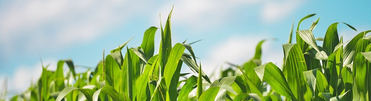 Growing stalks of corn against a light blue sky.