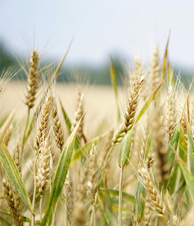Wheat field