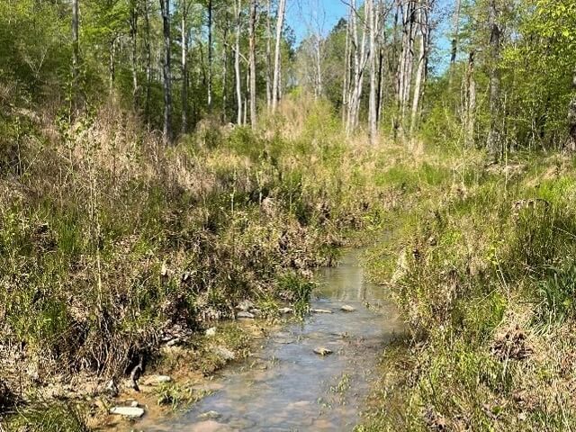 Walker stream after restoration