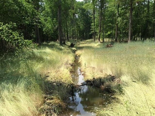 Ward stream after restoration