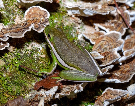 New Hope Survey -- Green Treefrog